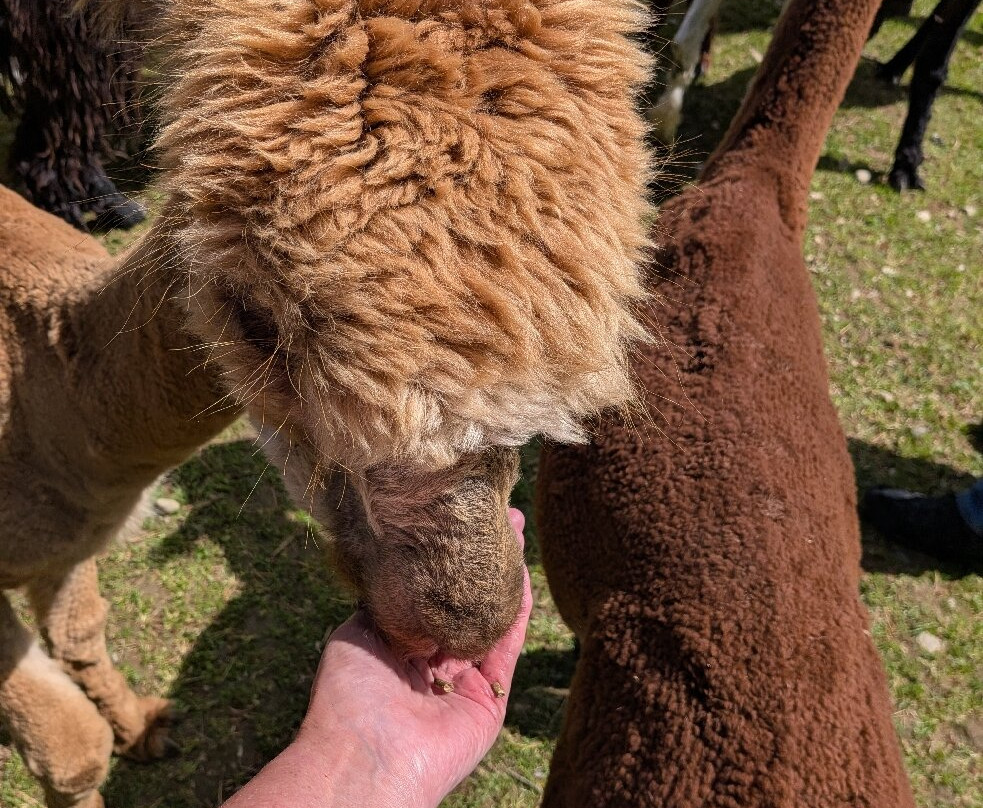 Alpacaly Ever After-Portinscale必去景点