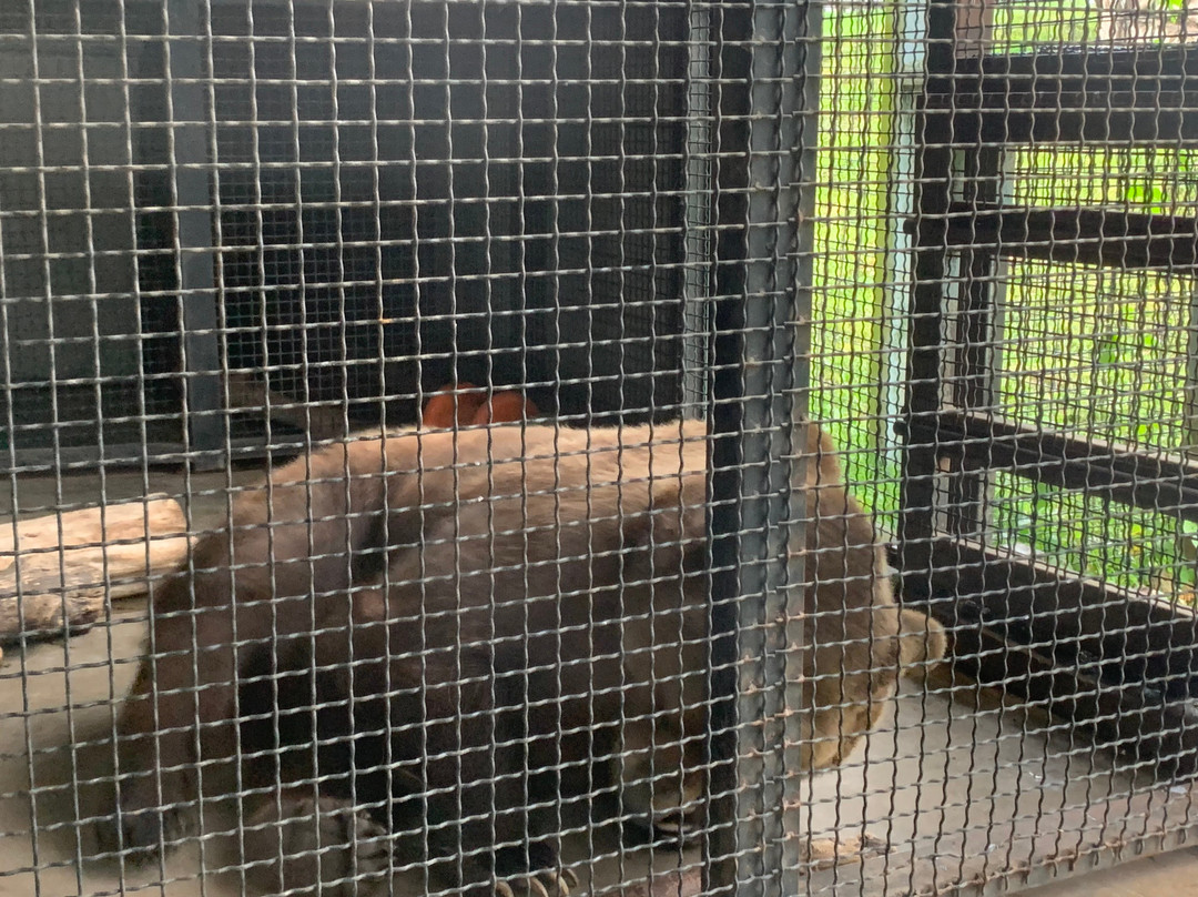 Turpentine Creek Wildlife Refuge-尤里卡斯普林斯必去景点