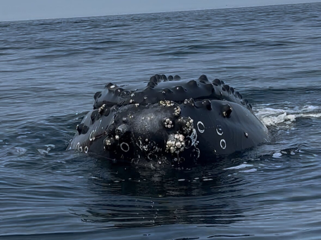 Discovery Sea Adventures-Bonavista必去景点