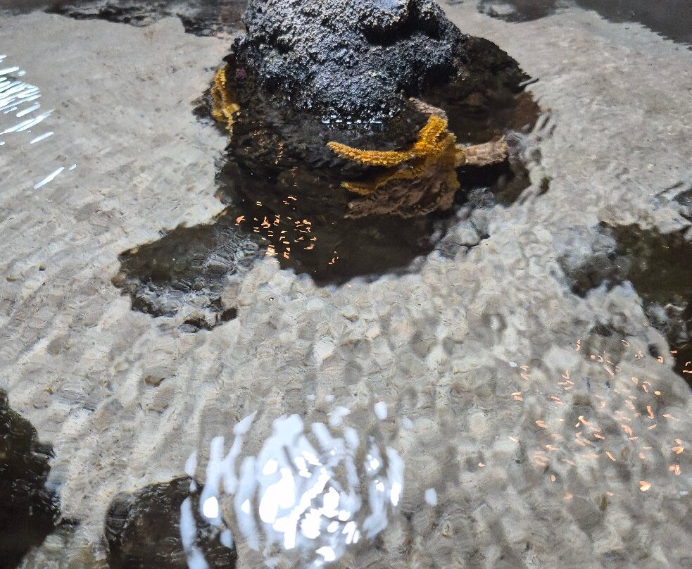 Lanzarote Aquarium-科斯塔特吉塞必去景点