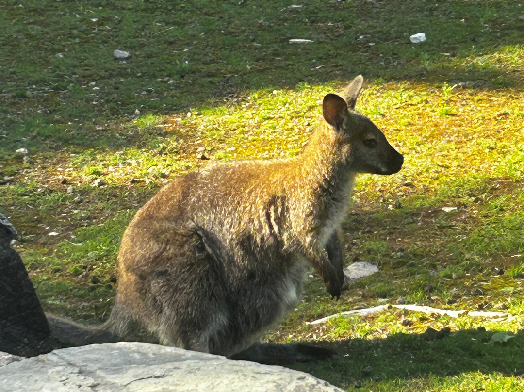 Tierpark Wismar-维斯马必去景点