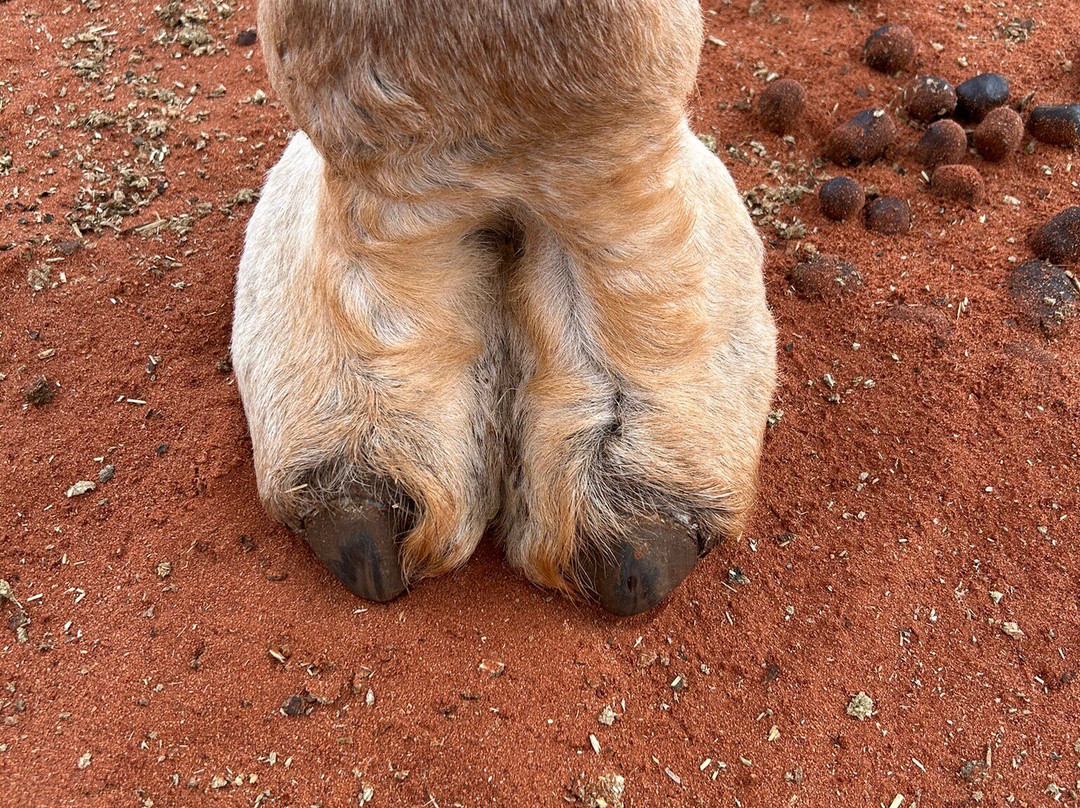 Uluru Camel Tours-尤拉拉必去景点