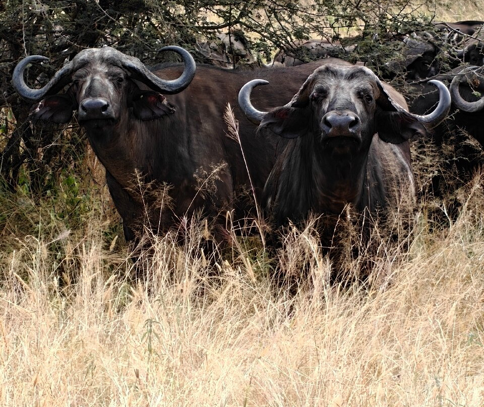 Tarangire National Park-塔兰吉雷国家公园必去景点