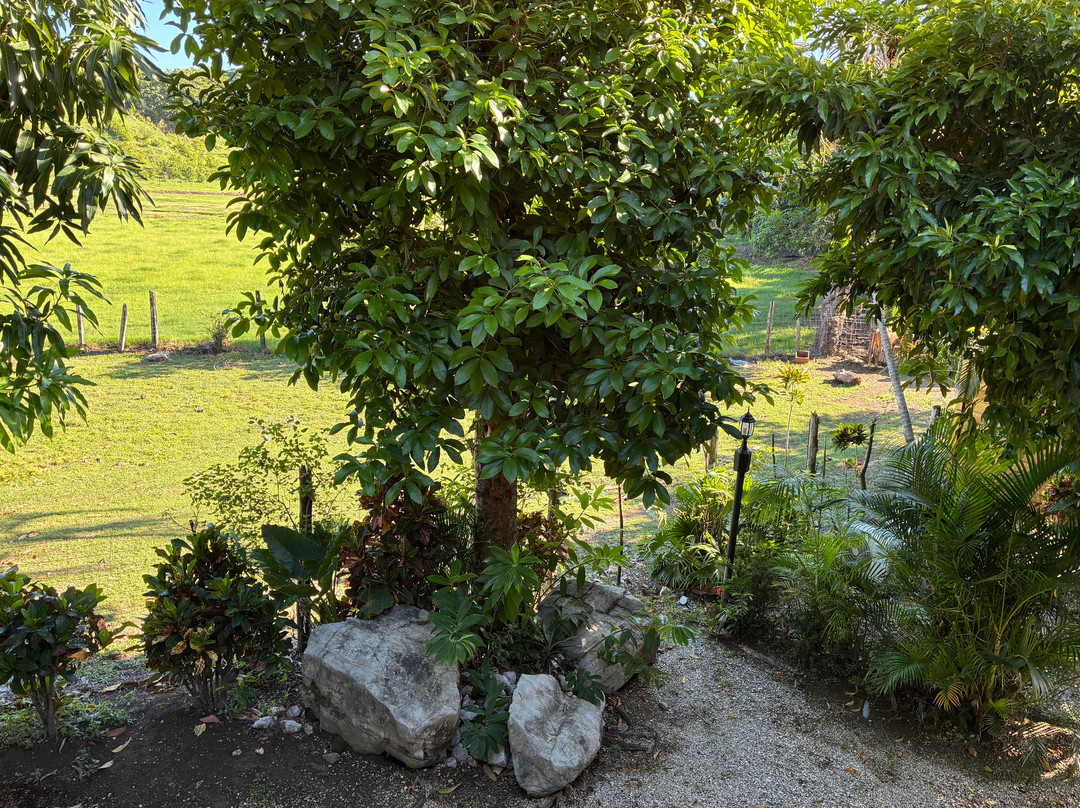 萨马拉太平洋山林小屋酒店主图