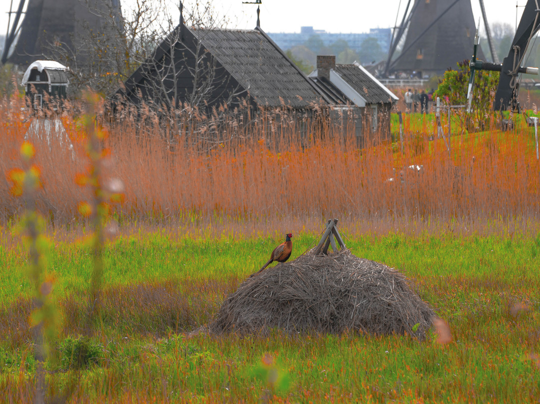 Travel Kinderdijk-小孩堤防必去景点