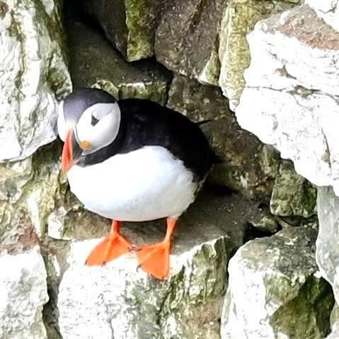 FLamborough Outer Headland-Flamborough必去景点