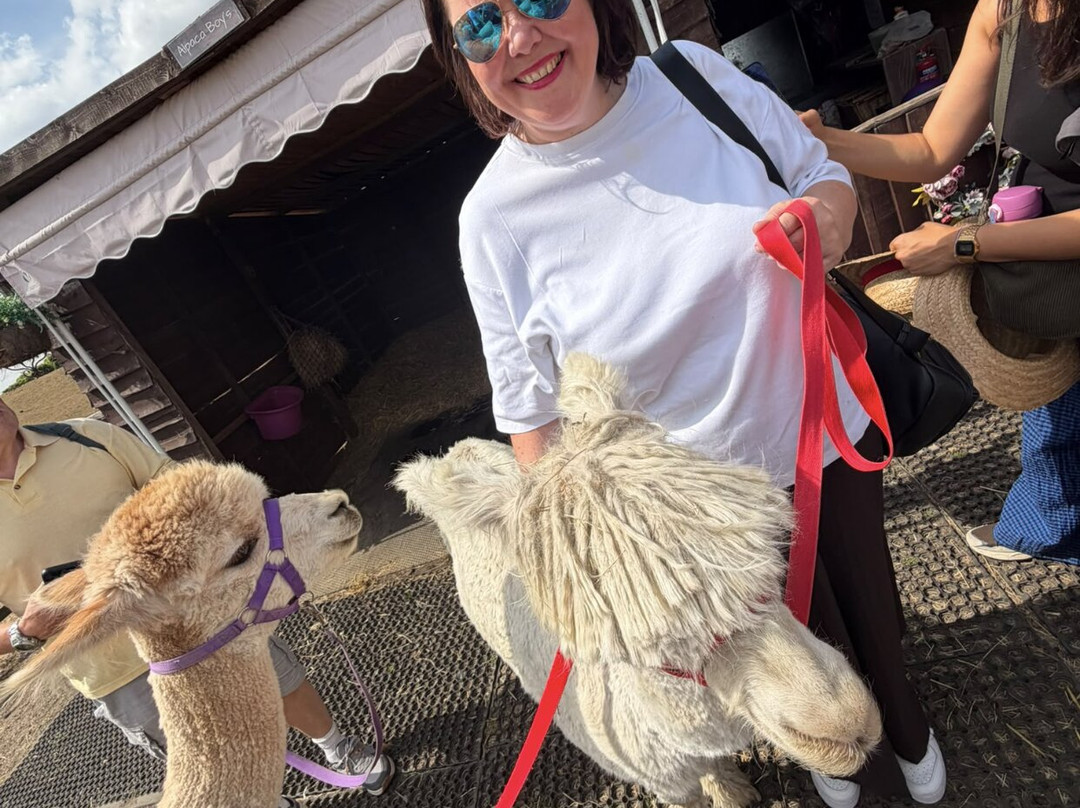 Alpaca & Unicorn Adventures-Tring必去景点