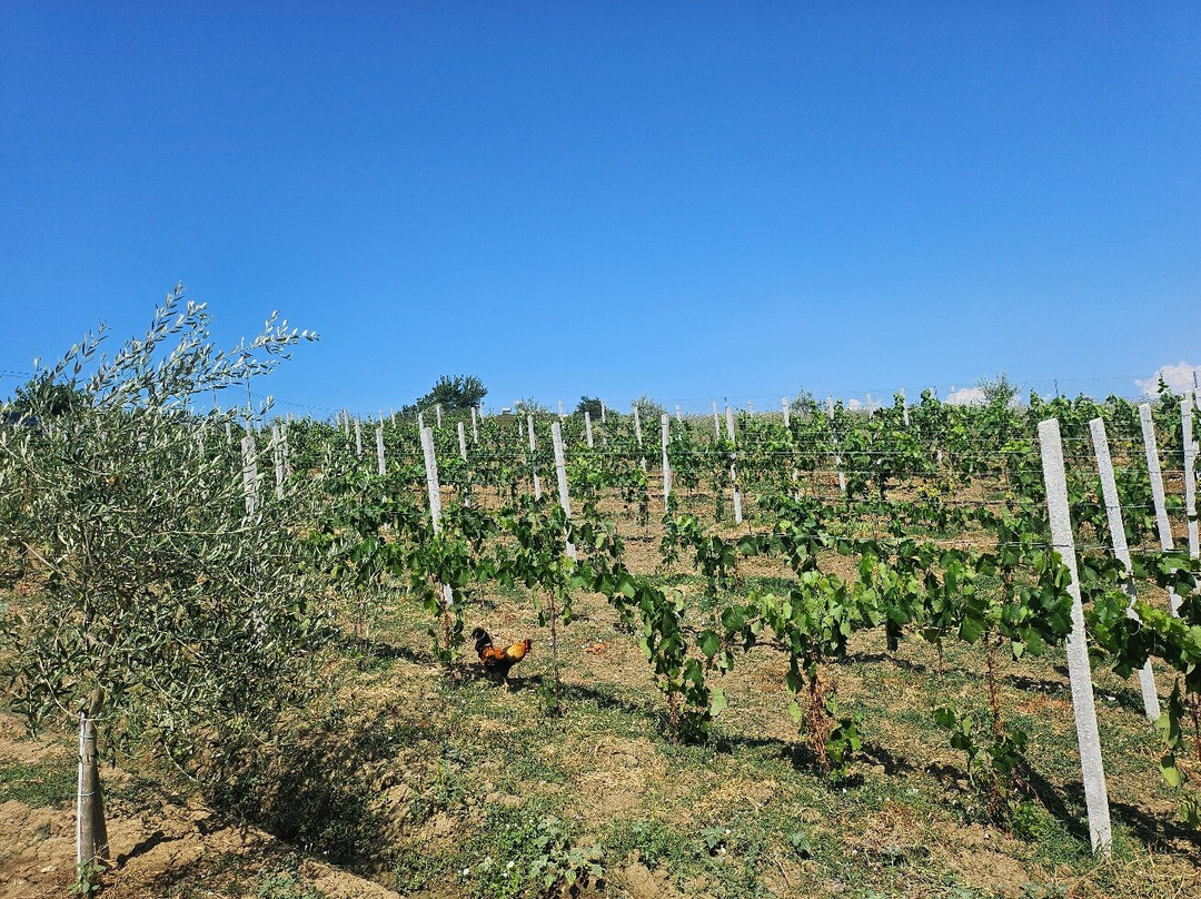 Abaia Winery & Vineyard-杜勒斯必去景点