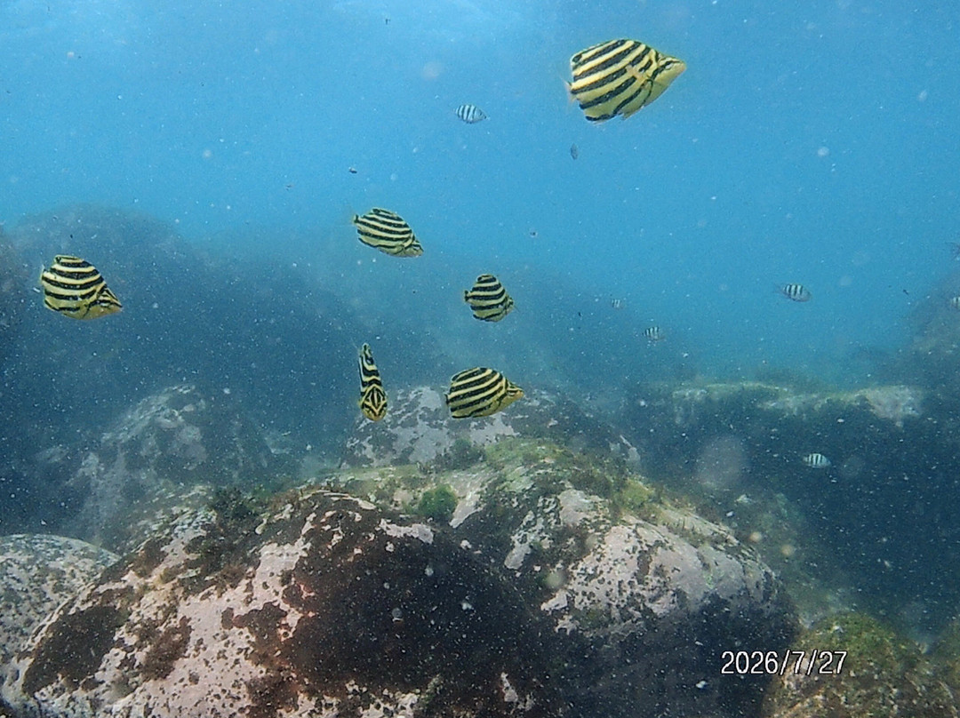 Izu Oceanic Park Diving Center - I.O.P.-伊东市必去景点