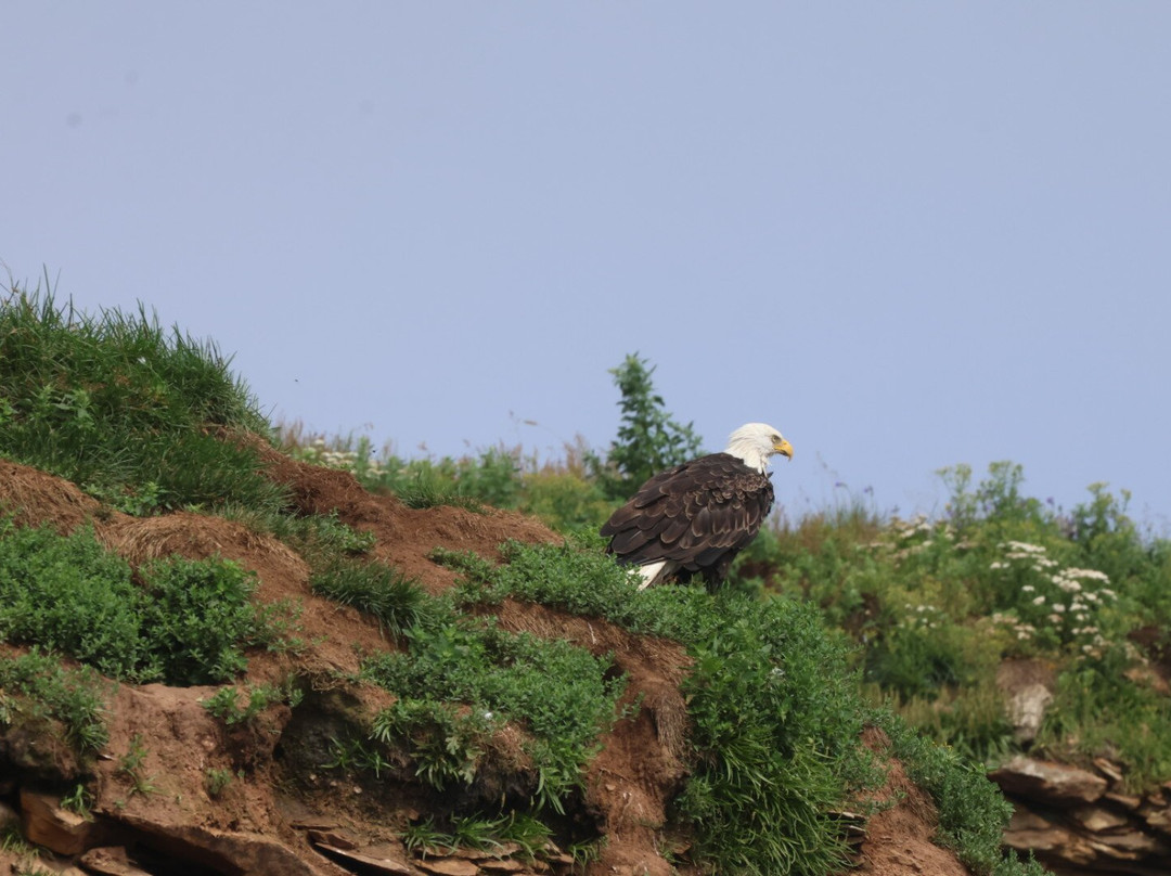 Bird Island Boat Tour-Big Bras d'Or必去景点