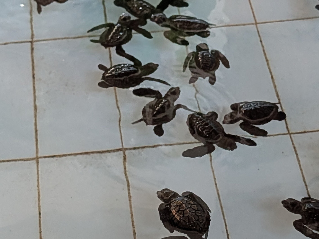Sea Turtle Village-沙努尔必去景点
