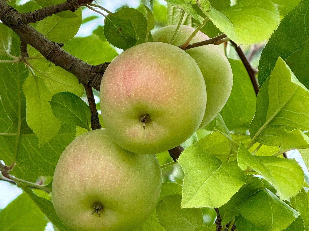 Carter Mountain Orchard-夏洛茨维尔必去景点