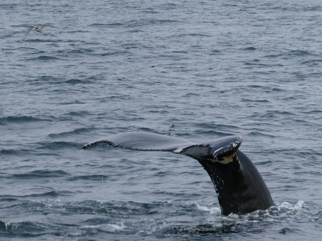 Laki Tours Whale Watching - Olafsvik-Olafsvik必去景点