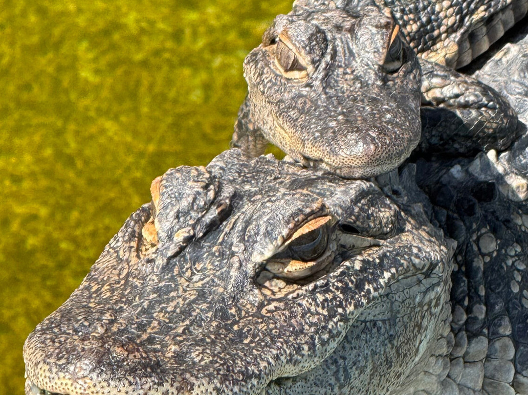 Alligator Adventure-美特尔海滩必去景点