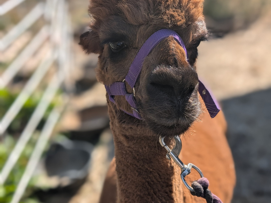 Bell Farm Alpacas-Pensford必去景点