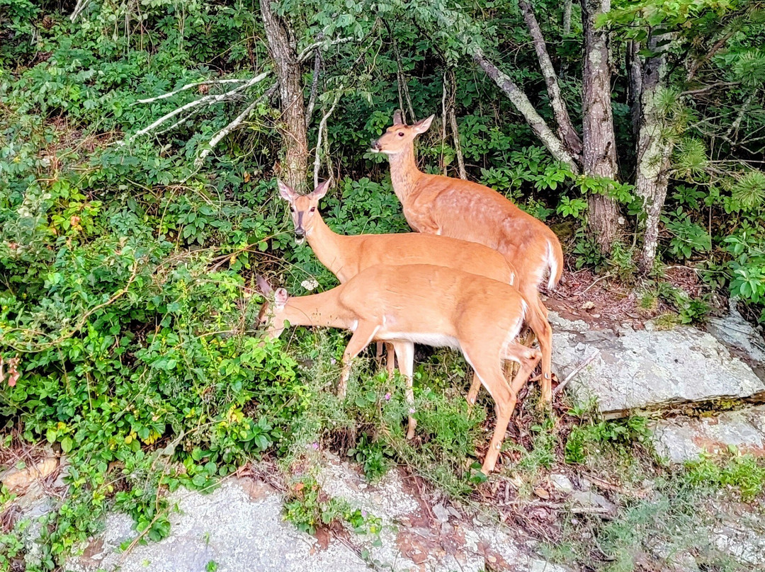 Shenandoah National Park-弗兰特罗亚尔必去景点
