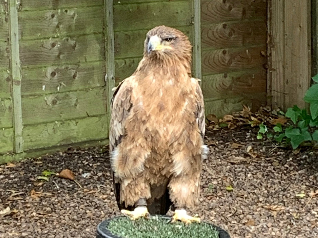 Dalhousie Castle Falconry-邦尼里格必去景点