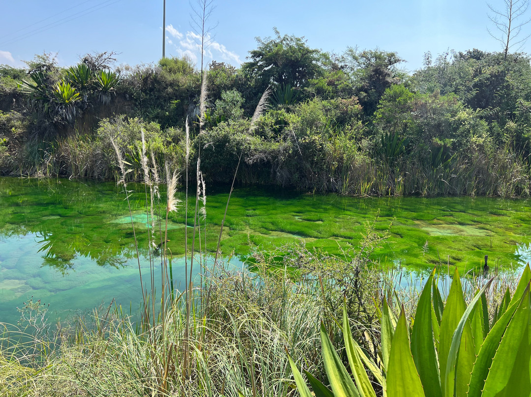 Huerto Olivanto