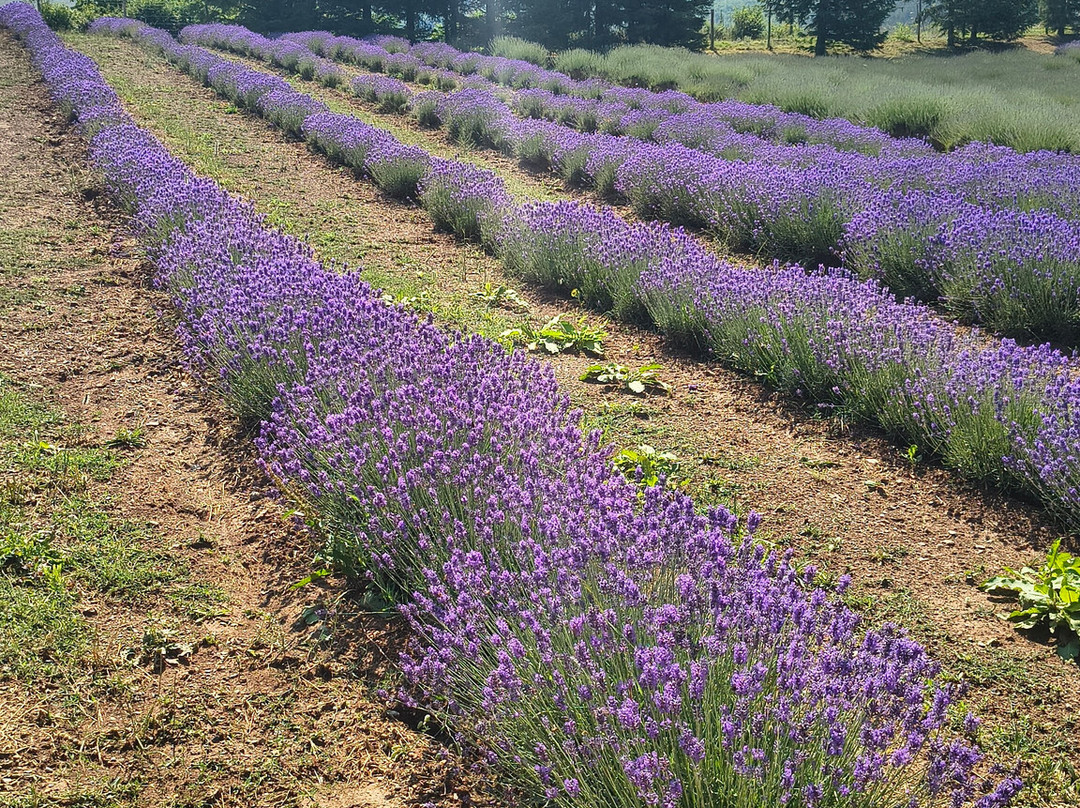Parco Della Lavanda-Campotenese必去景点