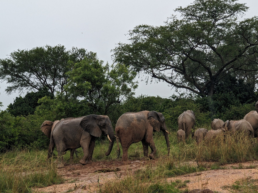 Murchison Falls National Park-马辛迪必去景点