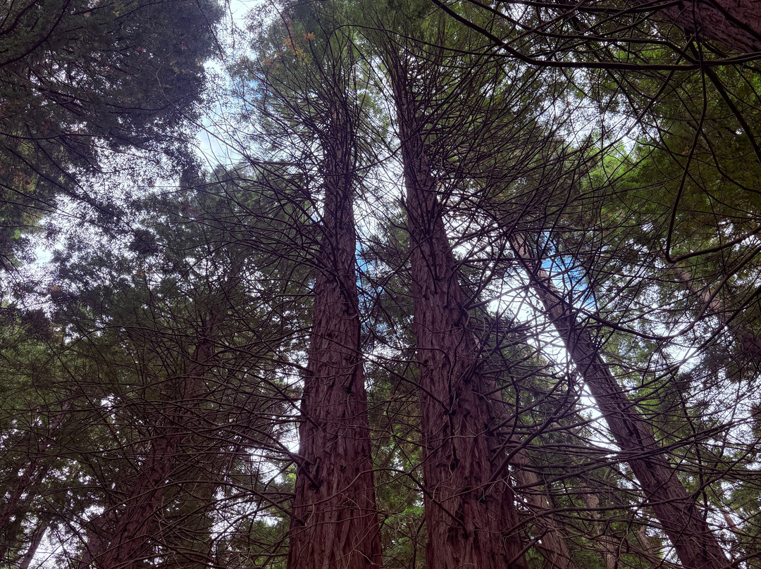 Natural Monument of the Sequoias of Monte Cabezón-Cabezon de la Sal必去景点