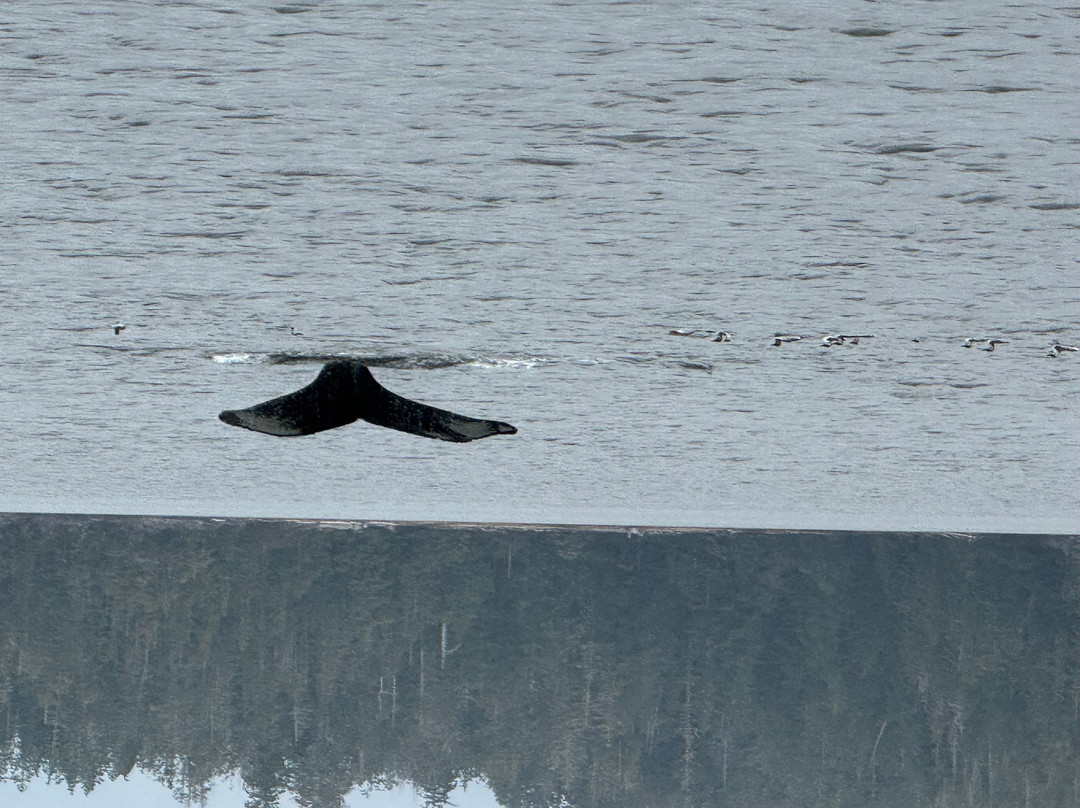 Jamie's Whaling Station and Adventure Centre - Ucluelet-尤克卢利特必去景点