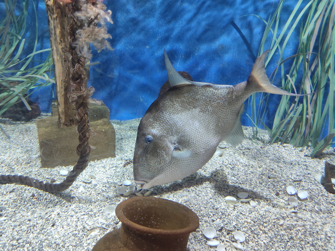 Lanzarote Aquarium-科斯塔特吉塞必去景点