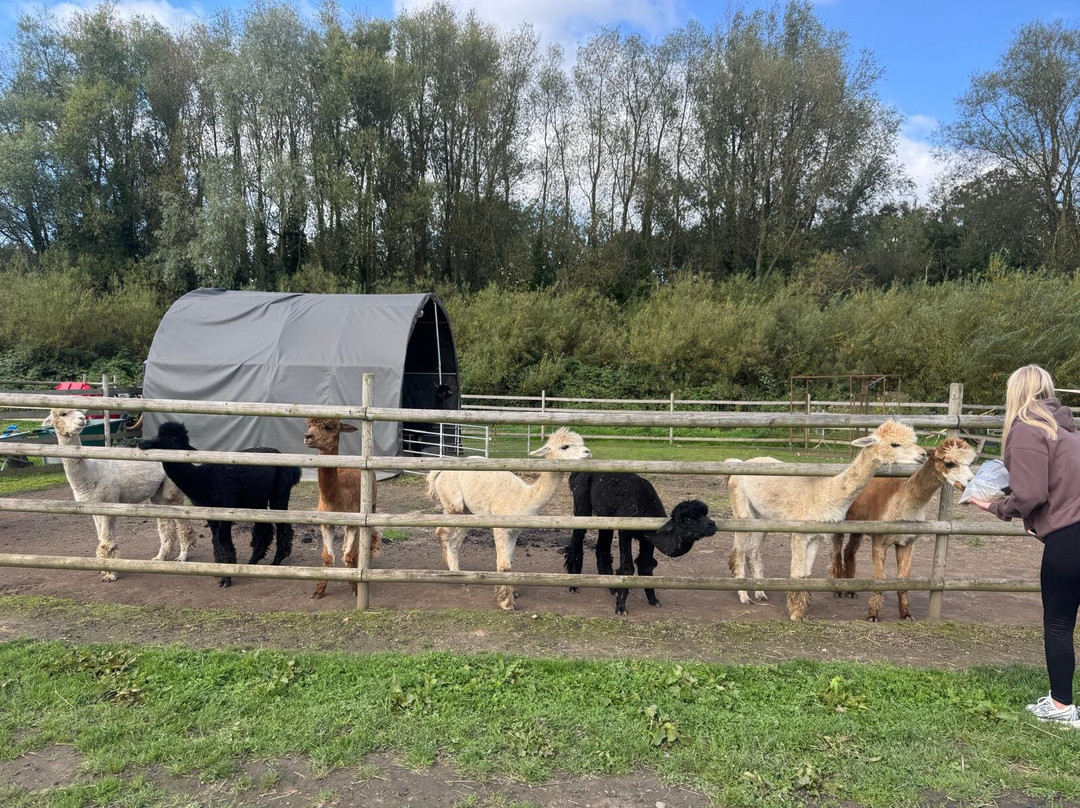 Woodlands Alpaca Farm-沃灵顿必去景点