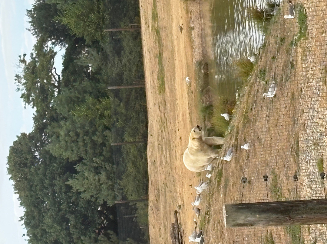 Yorkshire Wildlife Park-Auckley必去景点