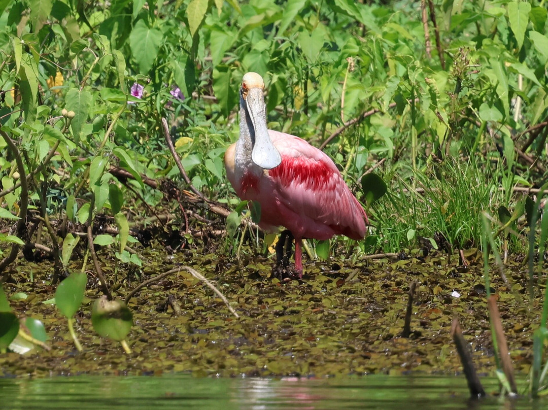 Pantanal Trackers-波科内必去景点
