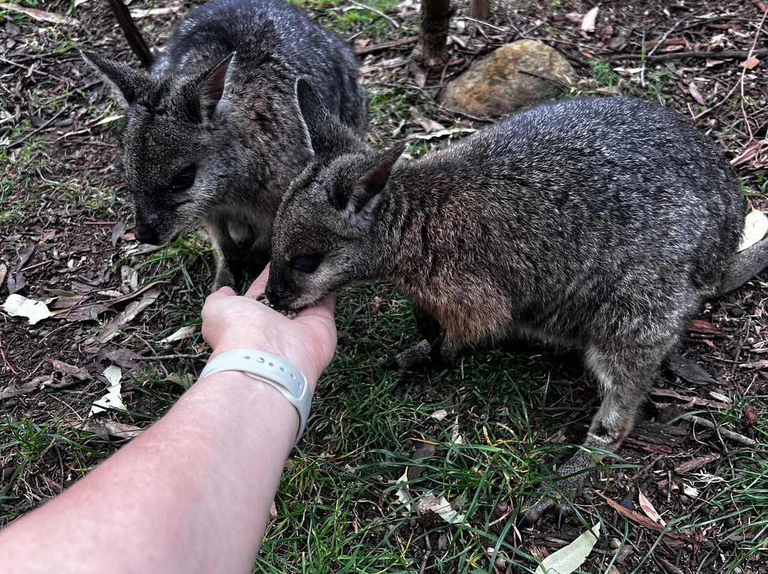 Cleland Wildlife Park-Crafers必去景点