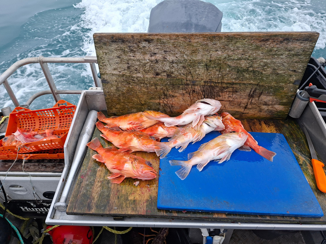 The Rodfather Fishing Charters-Kaikoura必去景点