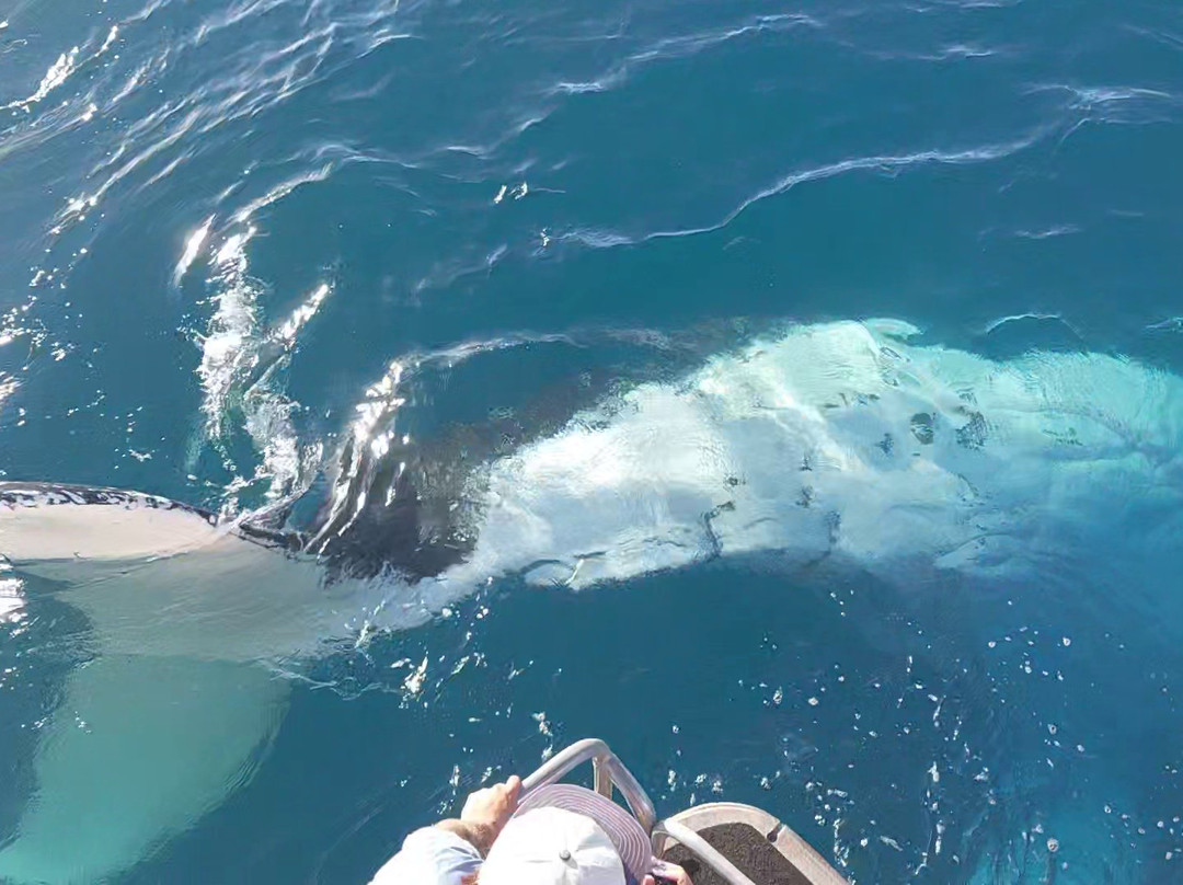 Hervey Bay Whale Watch-尤兰根必去景点