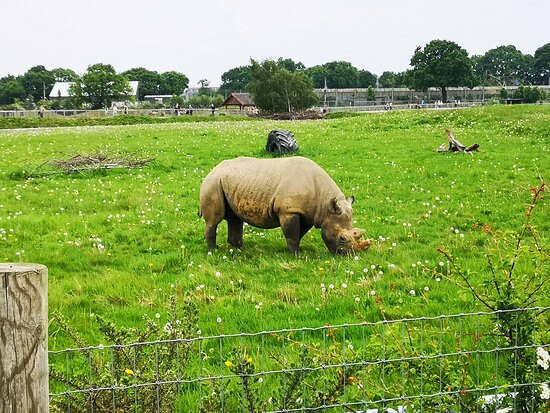 Yorkshire Wildlife Park景点图片