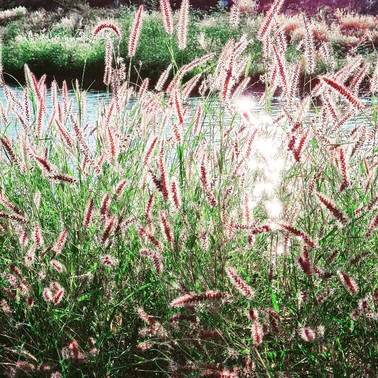 Cunnamulla Bushlands-Cunnamulla必去景点