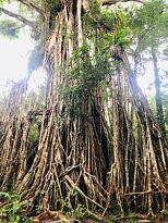 Cathedral Fig Tree-Yungaburra必去景点