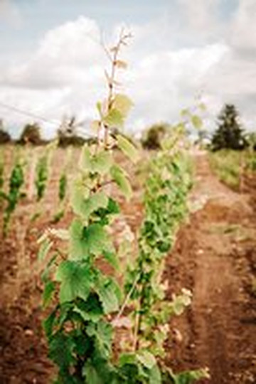 20 Deep Winery-Mendon必去景点