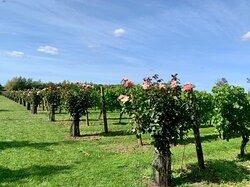 Shawsgate Vineyard-Framlingham必去景点