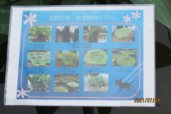 Aquatic Plants Garden Mizunomori-草津市必去景点