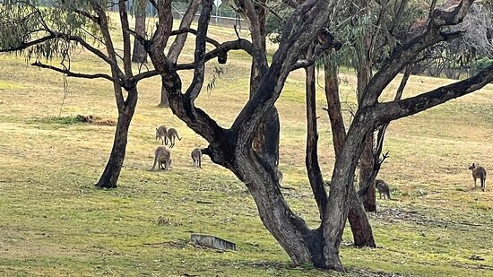 Bathurst Goldfields Resort主图