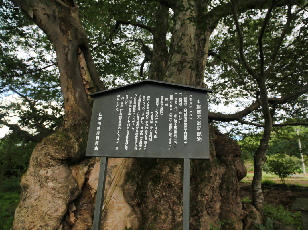 Tsukiyomino Sakura (Giant Zelvoka Tree)景点图片