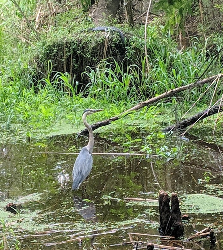 Black Bear Wilderness Area-桑福德必去景点