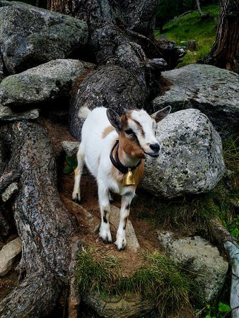 Neves-stausee - Lago Di Neves-Lappago必去景点
