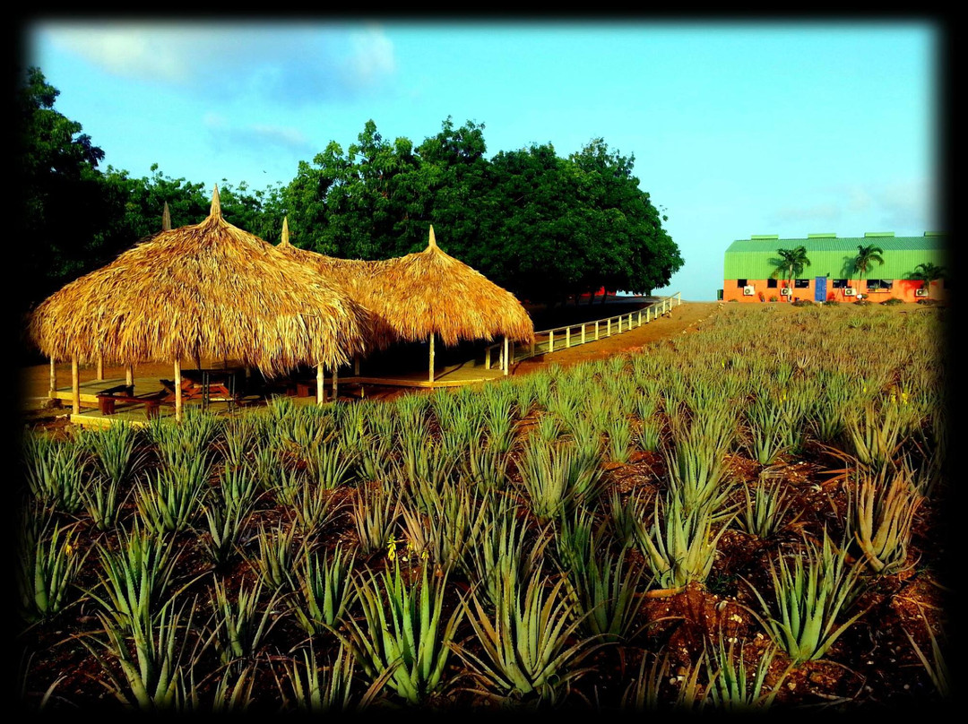 The Aloe Vera Curacao, Home of Curaloe Tour景点图片
