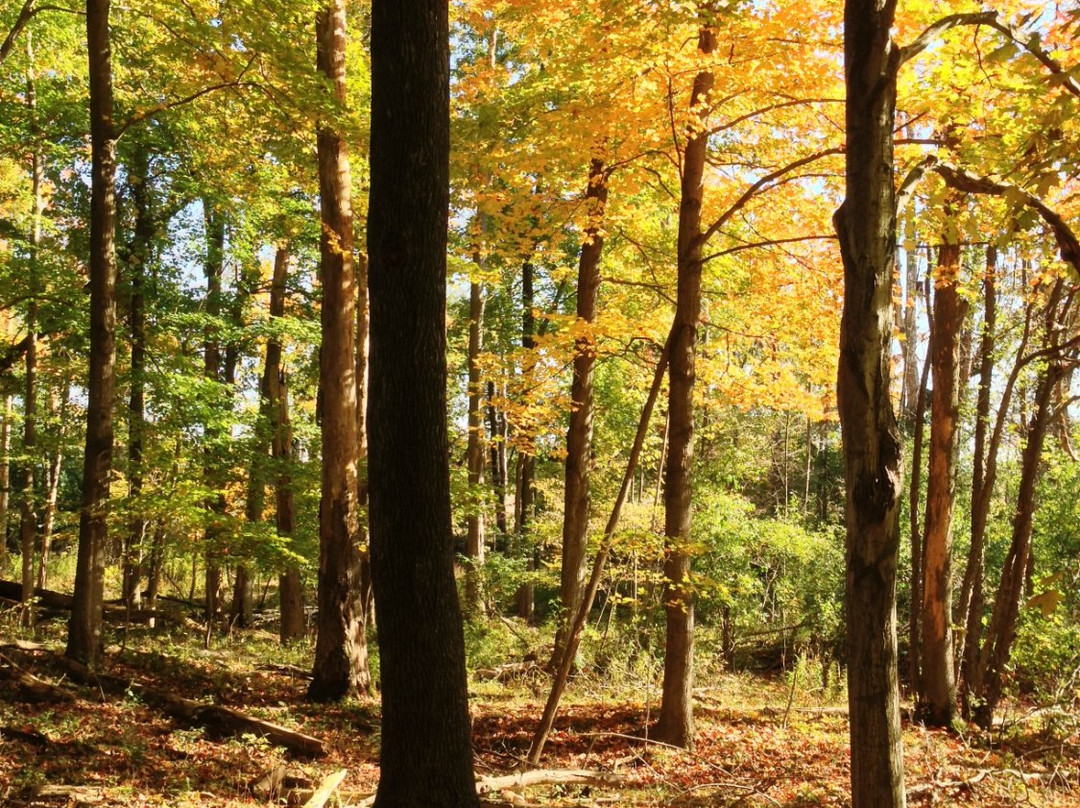 Dr. Murray's Forest Trail景点图片