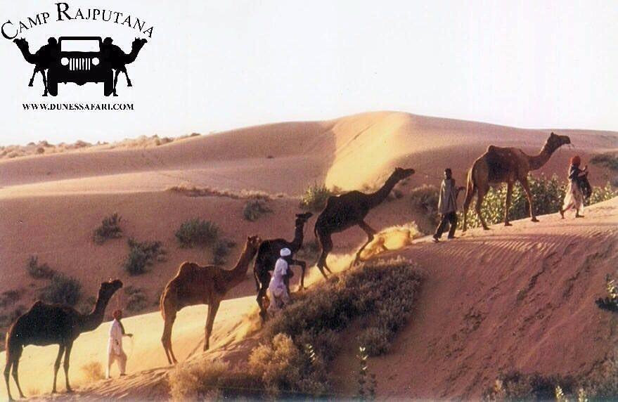 Dunes Safari景点图片