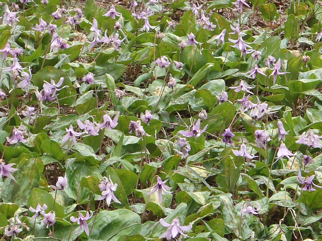 Noyamakita Rokudoyama Park