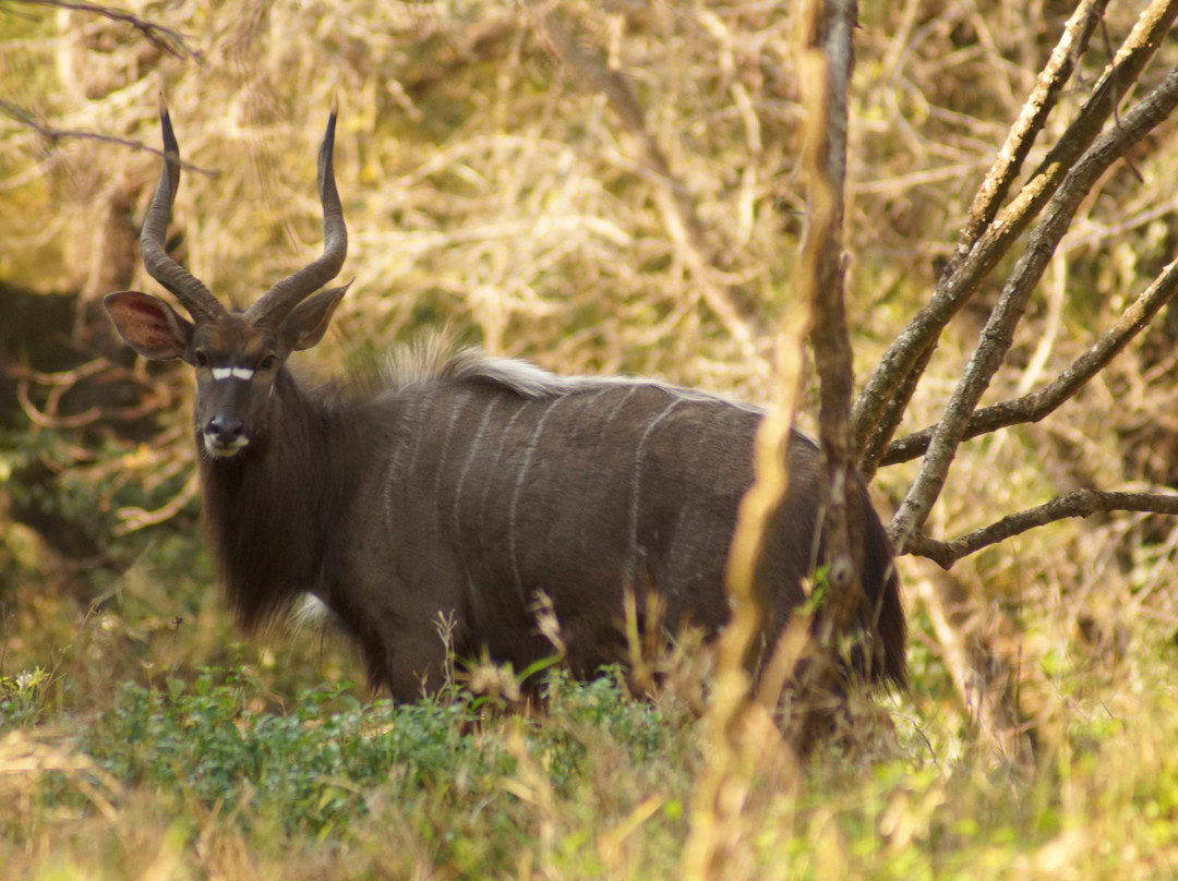 Mkhaya Safaris-曼耶雷蒂必去景点