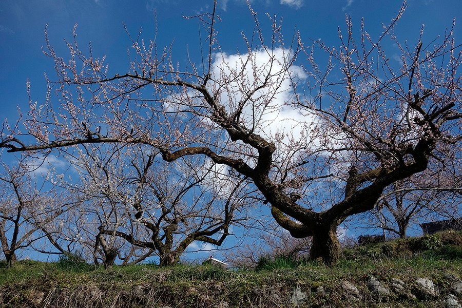 五条市旅游景点-Ano Plum Grove