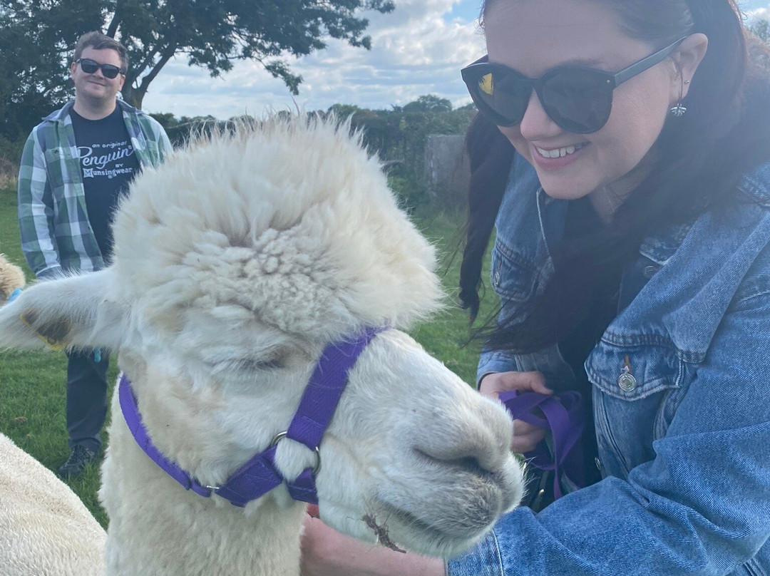 Somerset Alpaca Trekking and Rare Breed Animals景点图片